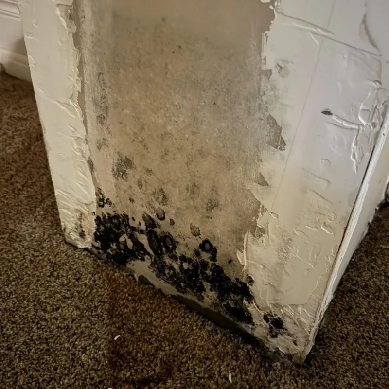 Professional Mold Removal in Weatherford, TX